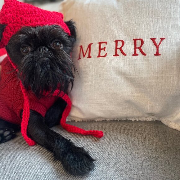 Meet your Posher, Emma - Picture 3 of 7